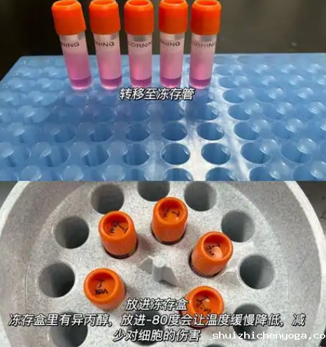 冻存